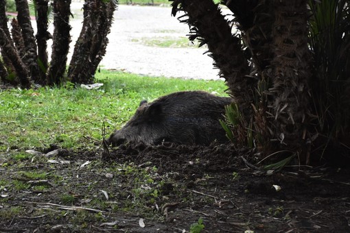 Cinghiali: bene storica sentenza della Corte Costituzionale, ma in Liguria necessarie misure straordinarie per contenere i numeri Cinghiali: bene storica sentenza della Corte Costituzionale, ma in Liguria necessarie misure straordinarie per contenere i numeri