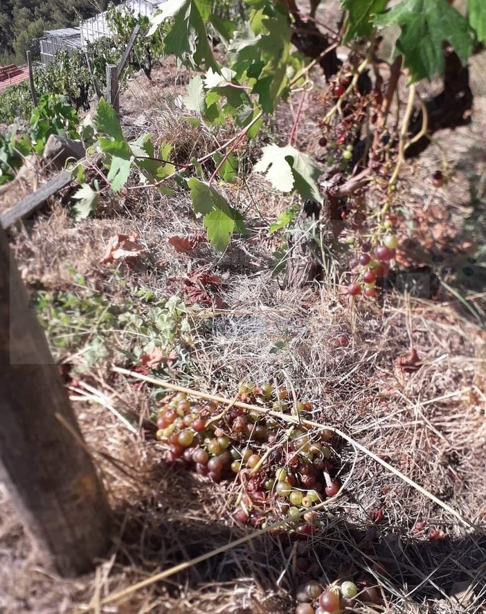Soldano: i cinghiali devastano i vigneti di Rossese, dalla 'Poggi dell'Elmo' la richiesta di aiuto alle Istituzioni (Foto)