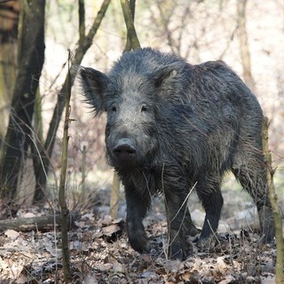 Peste suina, in corso le analisi sulle 6 carcasse ritrovate. Piana: "Indispensabile abbattere i maiali negli allevamenti" Peste suina, in corso le analisi sulle 6 carcasse ritrovate. Piana: "Indispensabile abbattere i maiali negli allevamenti"