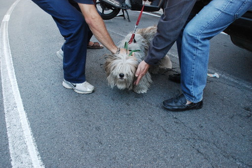 Sanremo: cane abbandonato in via Caduti del Lavoro, le indicazioni di una lettrice