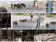 Ventimiglia: agenti della Regione 'armati' di cibo per catturare i cinghiali sul Roya e poi liberarli in montagna (Foto) Ventimiglia: agenti della Regione 'armati' di cibo per catturare i cinghiali sul Roya e poi liberarli in montagna (Foto)