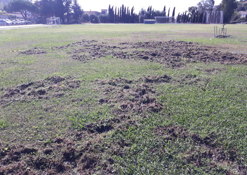 Camporosso: cinghiali devastano lo 'Zaccari', Vallecrosia Academy chiede un intervento Camporosso: cinghiali devastano lo 'Zaccari', Vallecrosia Academy chiede un intervento