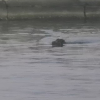 Sanremo: durante il Festival può capitare di tutto, ecco un cinghiale nuotare tra il porto e le spiagge (Video) Sanremo: durante il Festival può capitare di tutto, ecco un cinghiale nuotare tra il porto e le spiagge (Video)