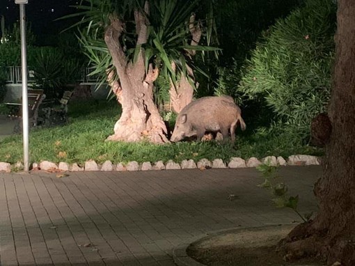 Ventimiglia: cinghiali in centro cittadino, Palmero "Verranno catturati e trasportati in un'oasi faunistica fuori regione"