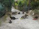 Tra Arma e Taggia una colonia di oltre trenta gatti: chi se ne sta occupando cerca aiuto