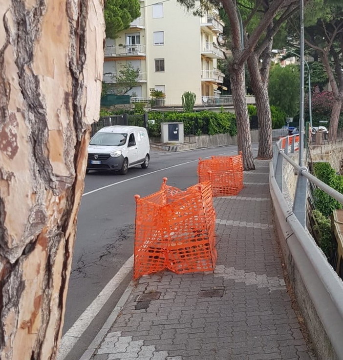 Sanremo: cantiere per la sostituzione dei pini in via Padre Semeria, interpellanza di Fratelli d'Italia Sanremo: cantiere per la sostituzione dei pini in via Padre Semeria, interpellanza di Fratelli d'Italia