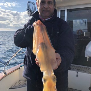 Imperia: calamaro da 70 cm pescato nel mare di fronte a Imperia, lo ha catturato Fortunato Lugarà