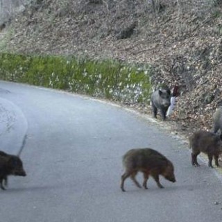 Imperia: cinghiali, tassi e fauna selvatica non fanno più paura. La Regione risarcisce i danni, ecco come Imperia: cinghiali, tassi e fauna selvatica non fanno più paura. La Regione risarcisce i danni, ecco come