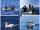 “Un anno di avvistamenti rari ed emozionanti”: i risultati degli studi dell’Associazione Delfini del Ponente nel 2021