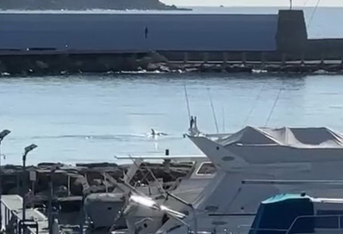 Sanremo: un delfino nuota tra i due porti, immortalato dal filmato di Renato Alberti (Video)