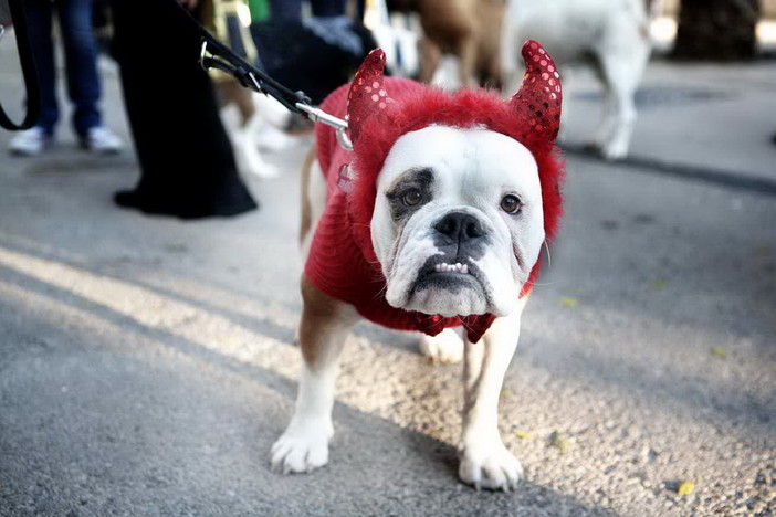 Santo Stefano al Mare: questo fine settimana, appuntamento con 'Dog Parade', la prima parata di beneficenza a 4 zampe Santo Stefano al Mare: questo fine settimana, appuntamento con 'Dog Parade', la prima parata di beneficenza a 4 zampe