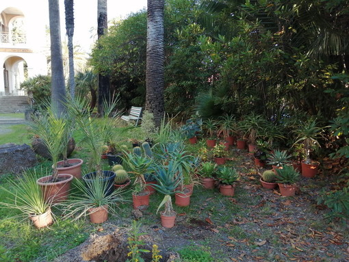 Bordighera: l'associazione 'gazeBò' dona trenta piante grasse per il giardino di Villa Etelinda Bordighera: l'associazione 'gazeBò' dona trenta piante grasse per il giardino di Villa Etelinda