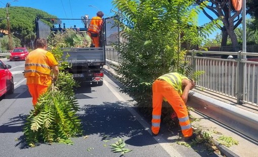 Sanremo: arbusti precludevano la visibilità sull'Aurelia a Bussana, intervento dell'Anas (Foto)