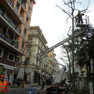 Sanremo: potati i platani in corso Garibaldi, usata la tecnica a "testa di salice"