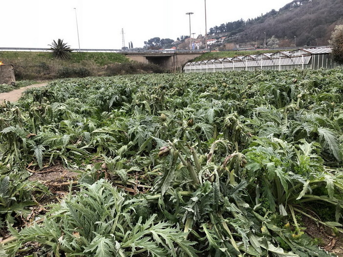 Danni da gelo e neve all'agricoltura: la Cia regionale coinvolge gli associati per la documentazione Danni da gelo e neve all'agricoltura: la Cia regionale coinvolge gli associati per la documentazione