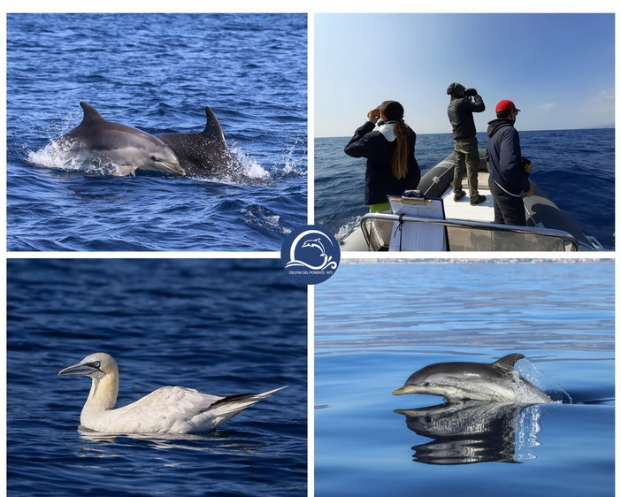 “Un anno di avvistamenti rari ed emozionanti”: i risultati degli studi dell’Associazione Delfini del Ponente nel 2021