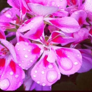 Il concorso fotografico promosso da R&amp;B Agricoltura, "Fiori, emozione e fantasia" nomina un podio provvisorio