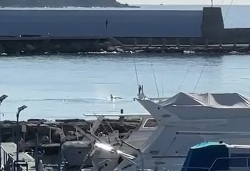Sanremo: un delfino nuota tra i due porti, immortalato dal filmato di Renato Alberti (Video)