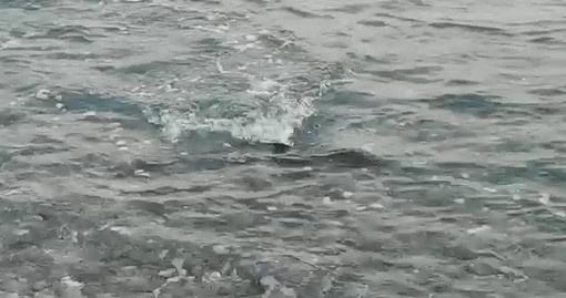 Bordighera: un cucciolo di delfino 'Stenella striata' perde la madre e si avvicina alla costa (Foto e Video)