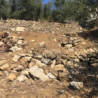 Cinghiali, situazione insostenibile: numero fuori controllo, continuano ad arrecare ingenti danni