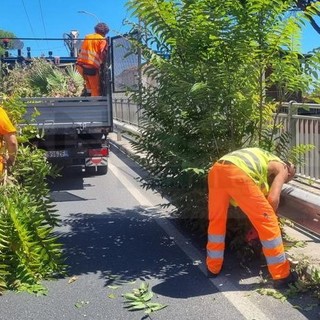 Sanremo: arbusti precludevano la visibilità sull'Aurelia a Bussana, intervento dell'Anas (Foto)