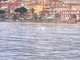 Sanremo: lo spettacolo dei delfini all'interno del porto vecchio della città dei fiori