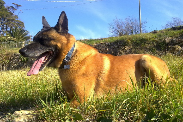 Imperia: smarrito Didier pastore belga l'appello dei proprietari per avere notizie