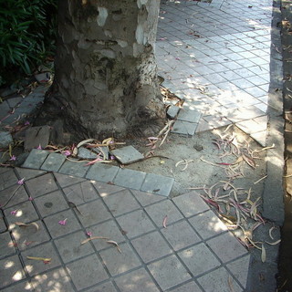 Ventimiglia: segnalazione di degrado da parte di Sergio Scibilia (PD)