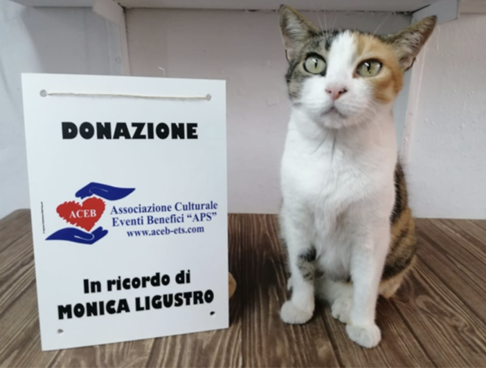 Ventimiglia: Aceb dona al gattile la somma raccolta in memoria di Monica Ligustro (Video) Ventimiglia: Aceb dona al gattile la somma raccolta in memoria di Monica Ligustro (Video)