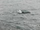 Bordighera: è morto il cucciolo di 'Stenella striata' che ieri sera ha nuotato vicino alla battigia (Foto e Video)