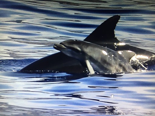 Sanremo: un piccolo di delfino insieme alla mamma fotografato a pochi metri dalla riva