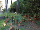 Bordighera: l'associazione 'gazeBò' dona trenta piante grasse per il giardino di Villa Etelinda Bordighera: l'associazione 'gazeBò' dona trenta piante grasse per il giardino di Villa Etelinda