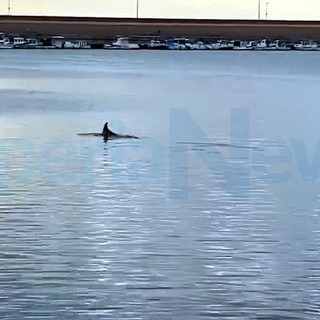 Imperia: un delfino al porto di Oneglia, questa mattina avvistato e filmato da Salvatore Pinga (Video) Imperia: un delfino al porto di Oneglia, questa mattina avvistato e filmato da Salvatore Pinga (Video)