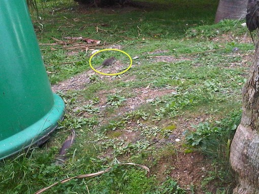 Anche i topi vanno a scuola: enormi ratti nel giardino delle elementari a Roverino, genitori indignati “Denunceremo situazione al Corpo Forestale”