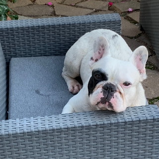 Sanremo: Draco, quando gli animali fanno parte delle famiglie. Un ringraziamento alla clinica veterinaria del dottor Leva