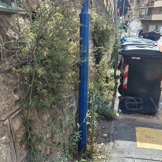 Sanremo: degrado ed erbacce in via Galilei al Borgo, residenti e commercianti chiedono un intervento (Foto) Sanremo: degrado ed erbacce in via Galilei al Borgo, residenti e commercianti chiedono un intervento (Foto)
