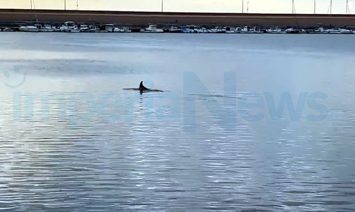 Imperia: un delfino al porto di Oneglia, questa mattina avvistato e filmato da Salvatore Pinga (Video) Imperia: un delfino al porto di Oneglia, questa mattina avvistato e filmato da Salvatore Pinga (Video)