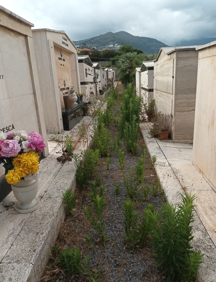 Sanremo, cimiteri comunali, M5S: "Servono attenzione e interventi di prevenzione sulla gestione dei servizi cimiteriali" Sanremo, cimiteri comunali, M5S: "Servono attenzione e interventi di prevenzione sulla gestione dei servizi cimiteriali"