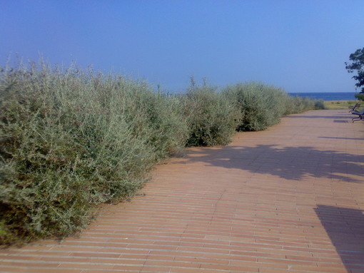 Imperia: degrado del Parco urbano, un lettore è d'accordo con Giovanni Bonifazio Imperia: degrado del Parco urbano, un lettore è d'accordo con Giovanni Bonifazio