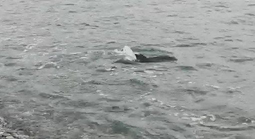 Bordighera: è morto il cucciolo di 'Stenella striata' che ieri sera ha nuotato vicino alla battigia (Foto e Video)