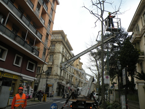 Sanremo: potati i platani in corso Garibaldi, usata la tecnica a "testa di salice"