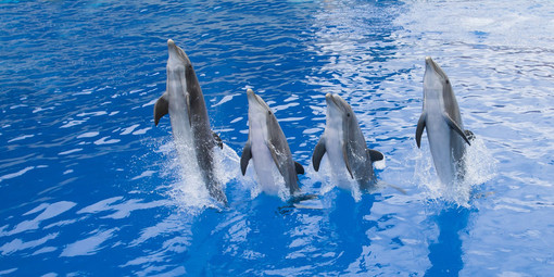 Marineland, un parco marino dove imparare, scoprire e divertirsi in Costa Azzurra Marineland, un parco marino dove imparare, scoprire e divertirsi in Costa Azzurra