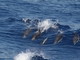 Diano Marina: i delfini a poche miglia al largo dal golfo, il video di un lettore