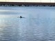 Imperia: un delfino al porto di Oneglia, questa mattina avvistato e filmato da Salvatore Pinga (Video)