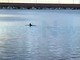 Imperia: un delfino al porto di Oneglia, questa mattina avvistato e filmato da Salvatore Pinga (Video) Imperia: un delfino al porto di Oneglia, questa mattina avvistato e filmato da Salvatore Pinga (Video)