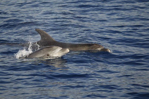 Regione Liguria: è stato approvato l’ordine del giorno del Movimento 5 Stelle a tutela del ‘Santuario dei Cetacei’