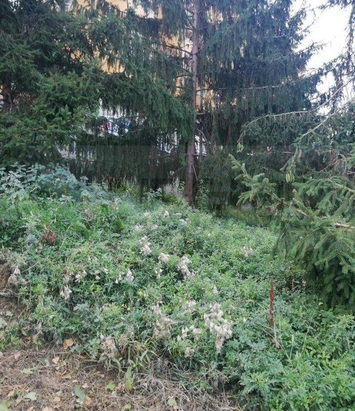 Vallecrosia: la minoranza chiede l’intervento di pulizia e sfalcio dell’erba in via Garibbe Vallecrosia: la minoranza chiede l’intervento di pulizia e sfalcio dell’erba in via Garibbe