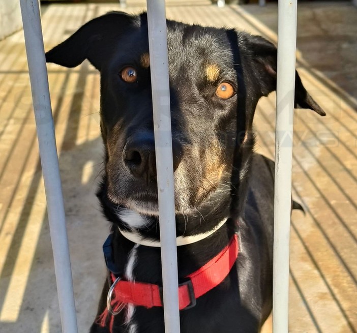 Sanremo: il simpatico e vispo Dusty è alla ricerca di una famiglia per fare e avere tante coccole Sanremo: il simpatico e vispo Dusty è alla ricerca di una famiglia per fare e avere tante coccole