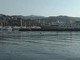 Il delfino nel porto di Sanremo