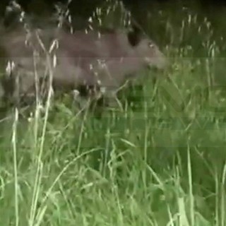 Ventimiglia: non si placa l'invasione dei cinghiali nelle campagne, i proprietari "Serve affrontare seriamente il problema" (Foto) Ventimiglia: non si placa l'invasione dei cinghiali nelle campagne, i proprietari "Serve affrontare seriamente il problema" (Foto)